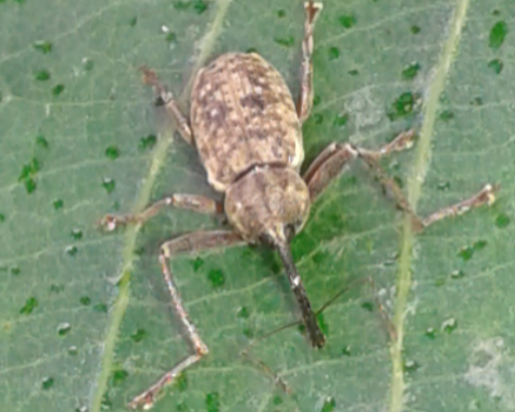 Curculionidae : Dorytomus sp.  ?  S, Dorytomus longimanus